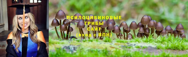 нарко площадка клад  kraken как зайти  Новокузнецк  Галлюциногенные грибы Psilocybe 